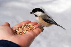 nutrición de las aves