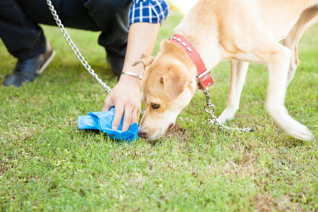 10 formas en que los dueños de perros pueden ser ecológicos y respetar el medio ambiente