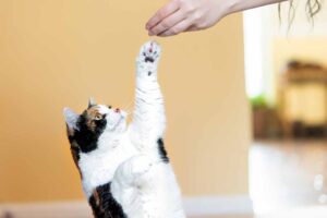 cómo entrenar a tu gato