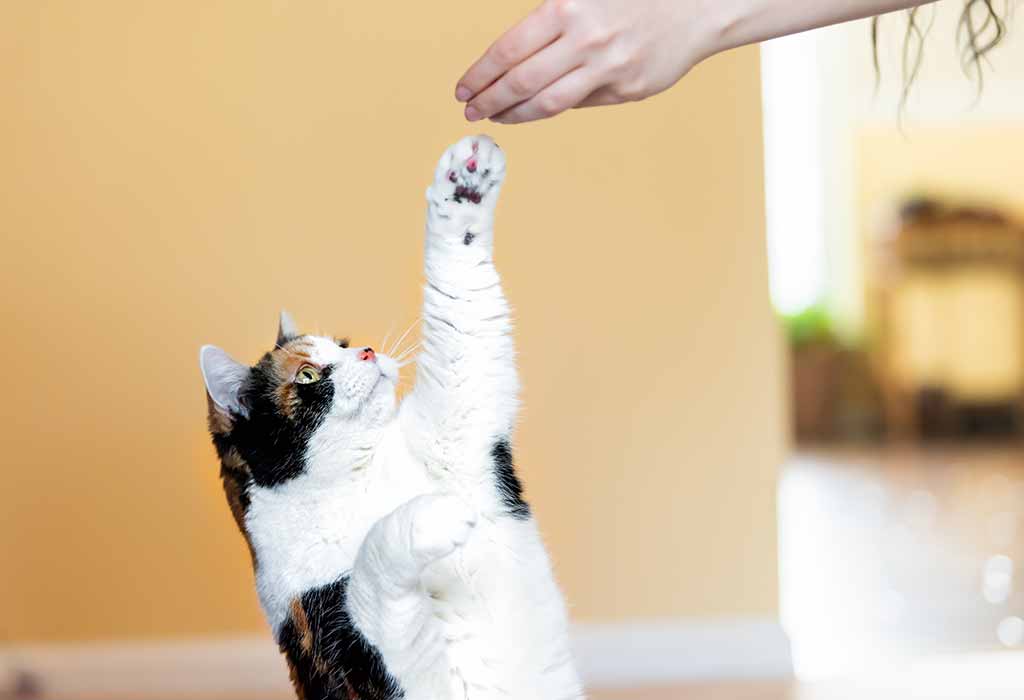 Cómo entrenar a tu gato en 5 sencillos pasos