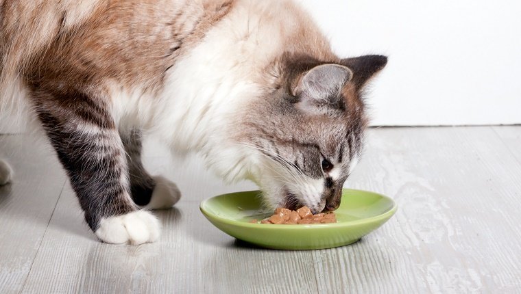 ¿Cuál es la mejor comida para gatos con estómagos sensibles?