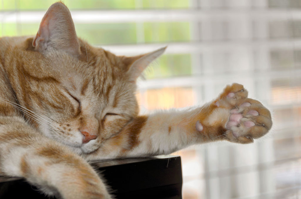 7 cosas que no sabías sobre los gatos polidáctilos