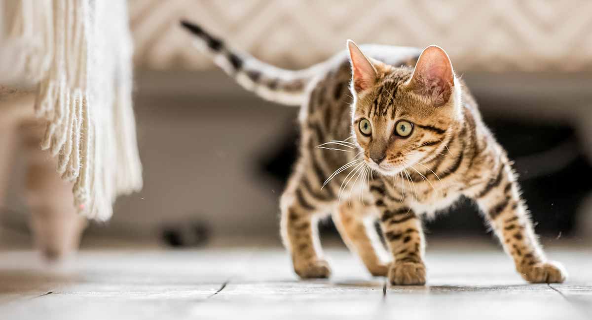 Wiki de gatos atigrados (Tabby): colores, vida útil, personalidad y datos divertidos