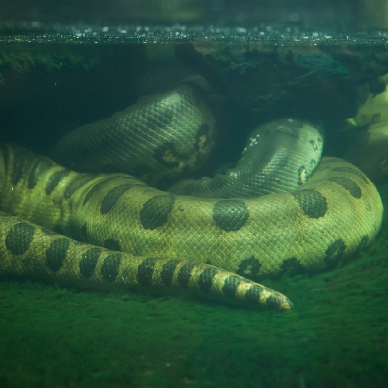 serpiente más grande de Estados Unidos