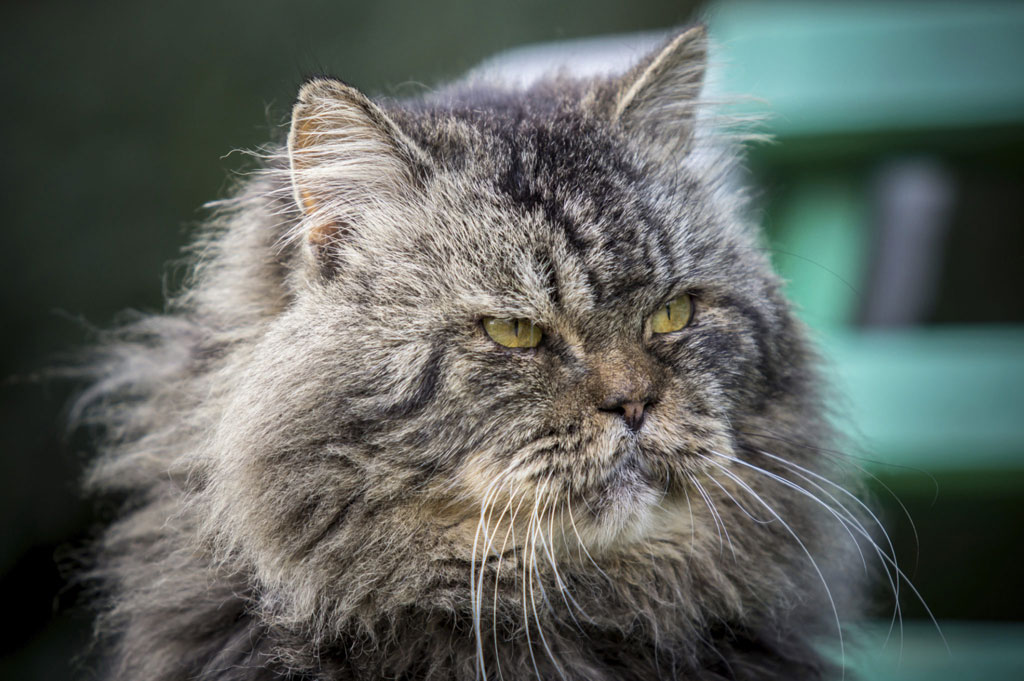 Demencia en gatos: síntomas, diagnóstico y tratamiento