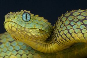 ¿Cuánto viven las serpientes mascota?