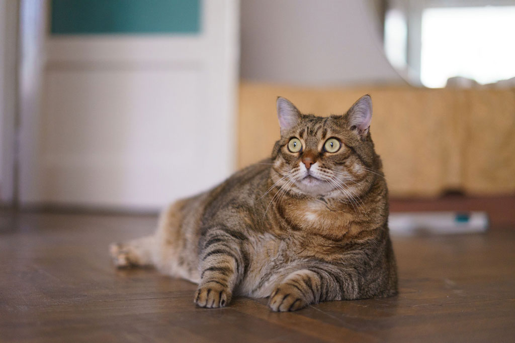 ¿Cómo alimentar a un gato con sobrepeso?