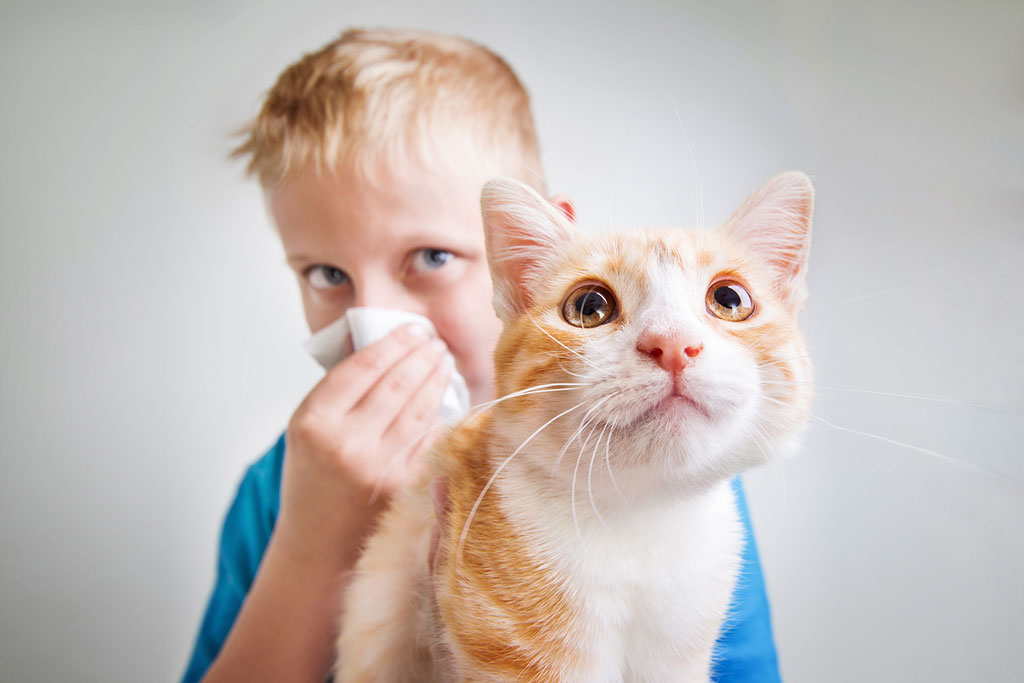 Tipos de medicamentos para las alergias a los gatos