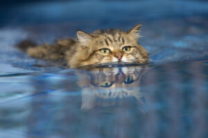 ¿Por qué los gatos odian el agua?