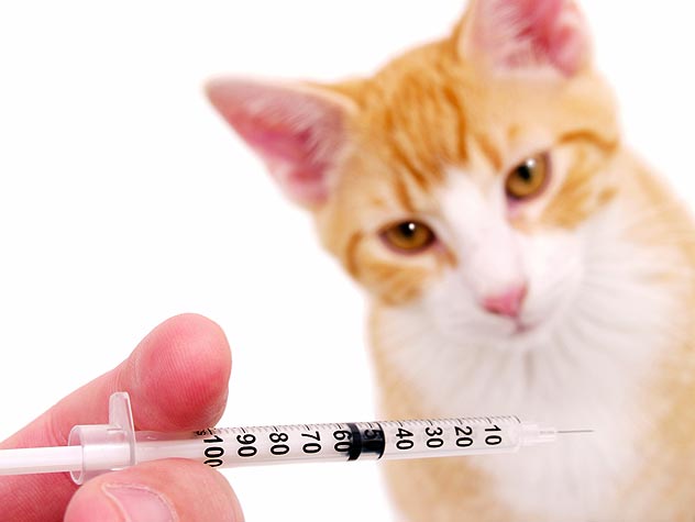 Vacuna contra la leucemia felina