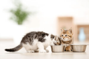 ¿Pueden los gatitos comer comida para gatos?