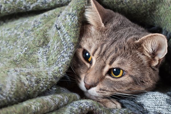 ¿Qué es el síndrome de hiperestesia felina?