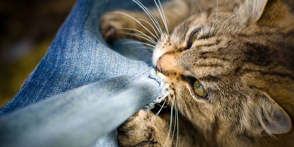 10 causas de agresión en los gatos