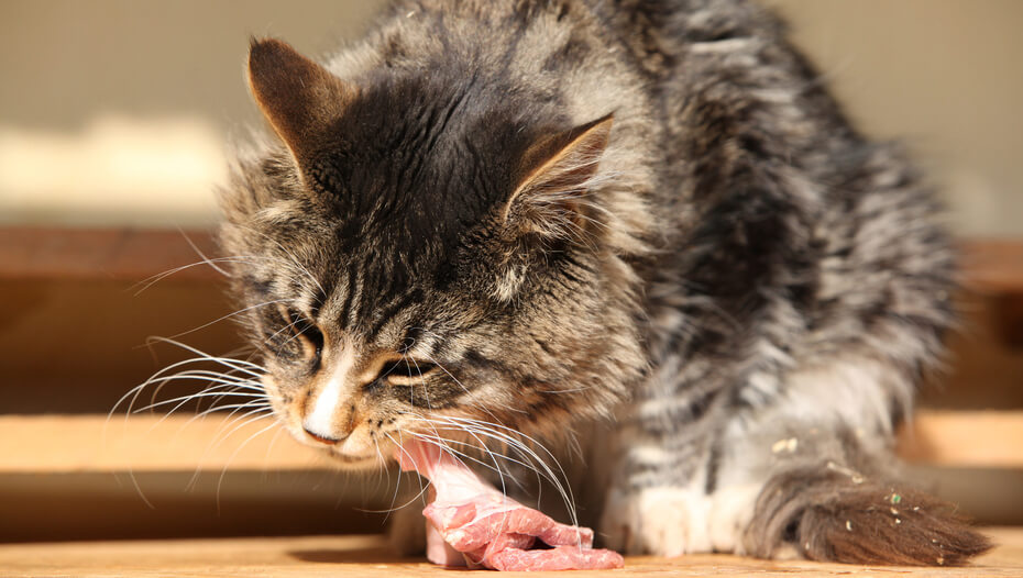 guía alimentaria para un gato con pancreatitis