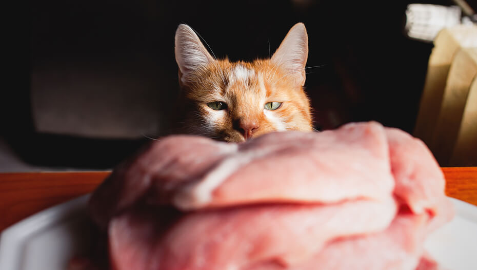 Pueden los gatos comer pollo crudo? ¿Existe algún riesgo? 2023