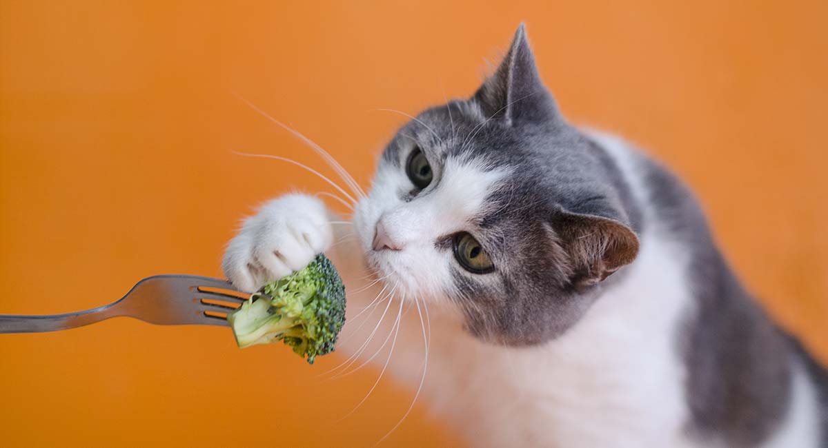 ¿Es segura la comida vegana para gatos?