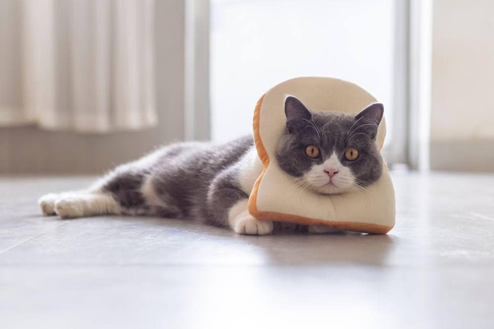 ¿Pueden los gatos comer pan?