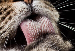 lengua de los gatos