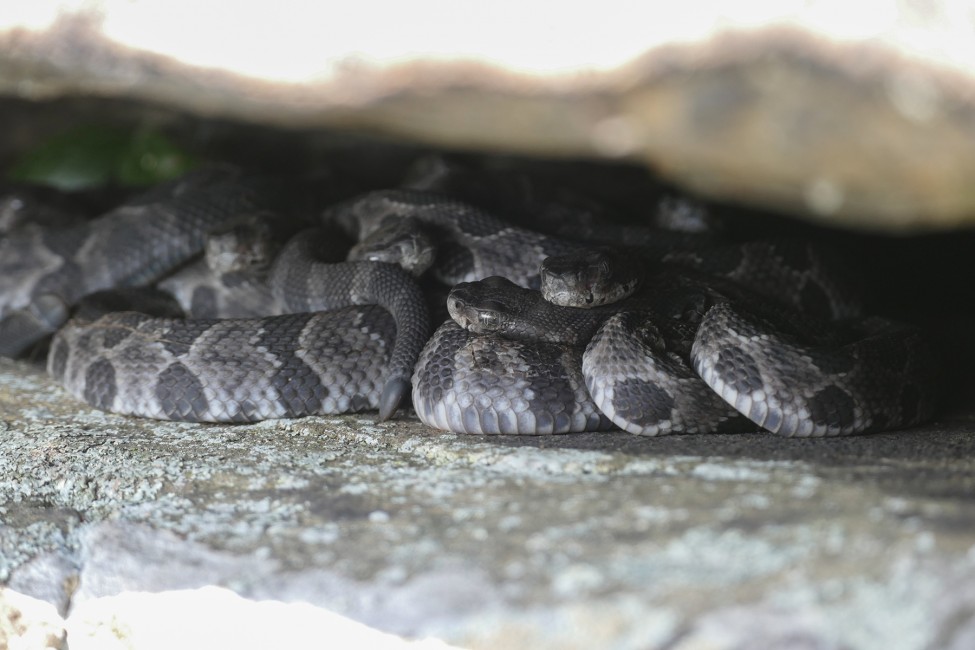 ¿Las serpientes de cascabel amamantan a sus crías?