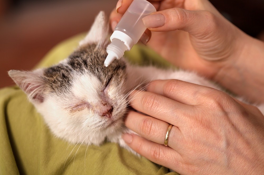 Infecciones del ojo de gato: causas, síntomas y tratamiento
