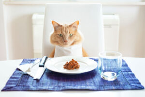 recetas caseras de comida para gatos
