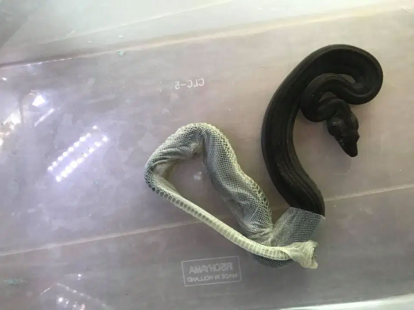 Cómo cuidar a una serpiente que muda