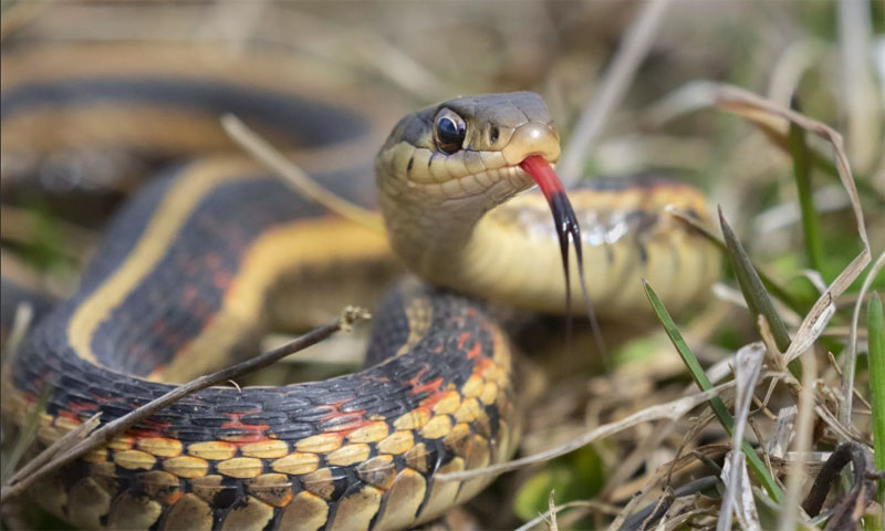 ¿Qué comen las serpientes?