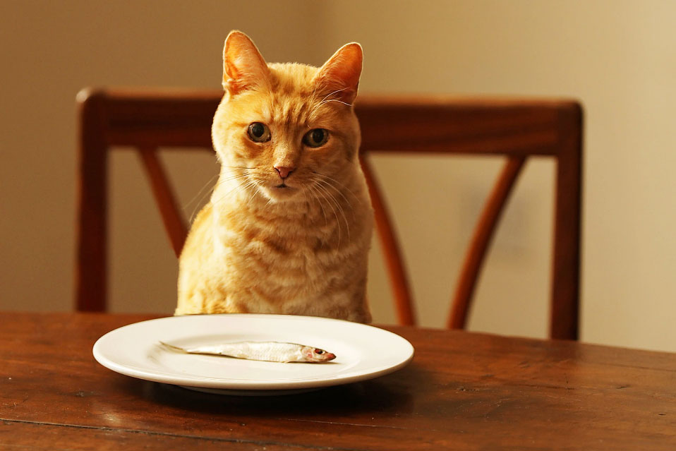 Enfermedad inflamatoria intestinal en gatos: que deben comer