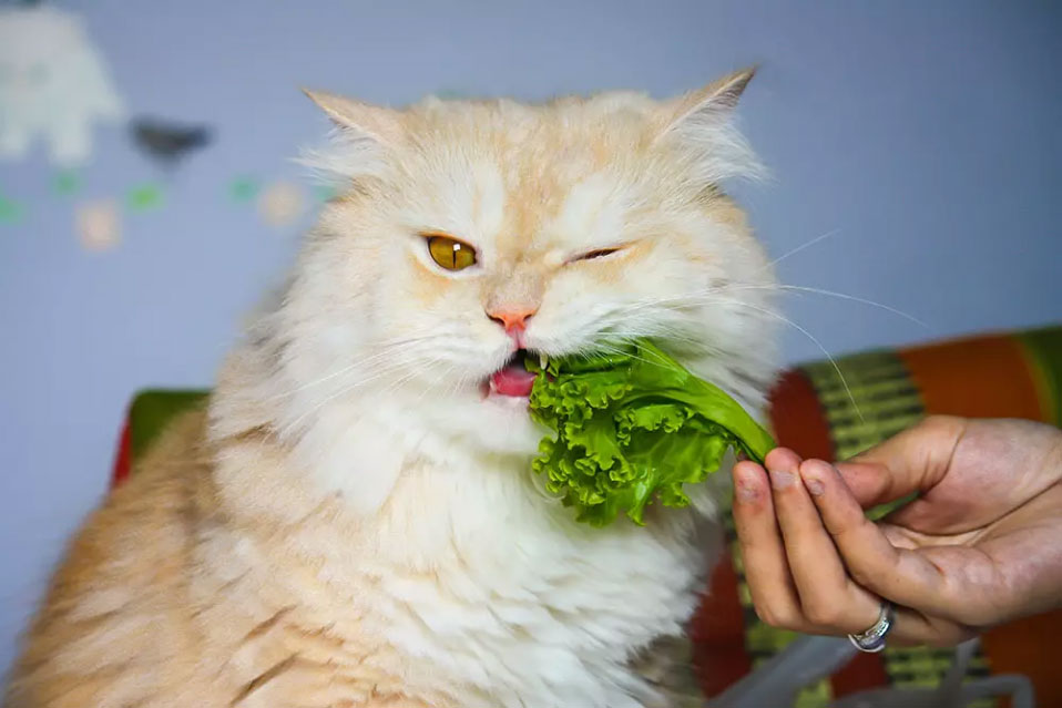 Guía de alimentación del gato persa