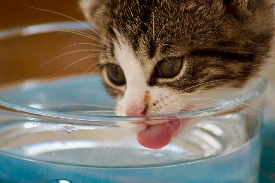 ¿Por qué mi gato bebe mucha agua?