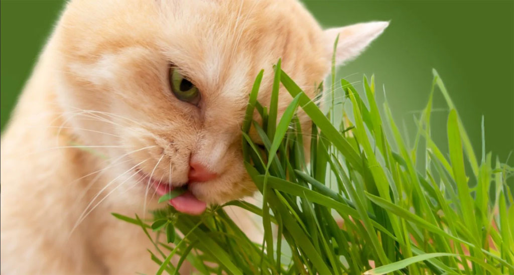 ¿Por qué los gatos comen hierba?  ¡Misterio resuelto!