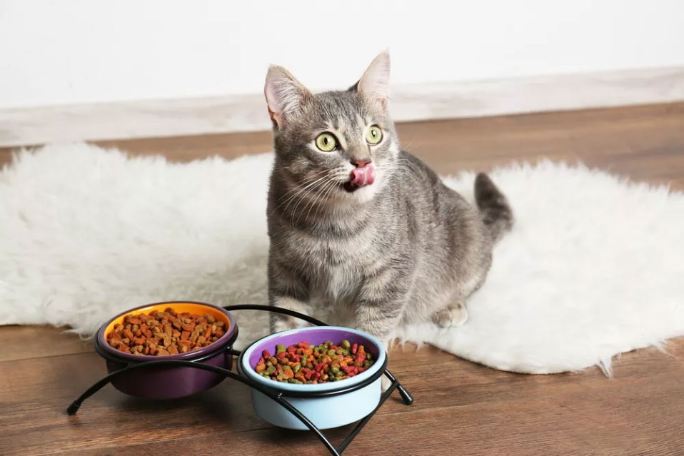 ¿Qué pueden comer los gatos?  36 alimentos para humanos que los gatos pueden comer, ¡y 8 que no!
