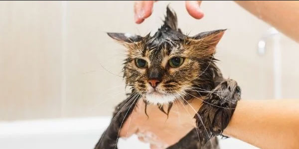 Cómo bañar a un gato (Una guía paso a paso)