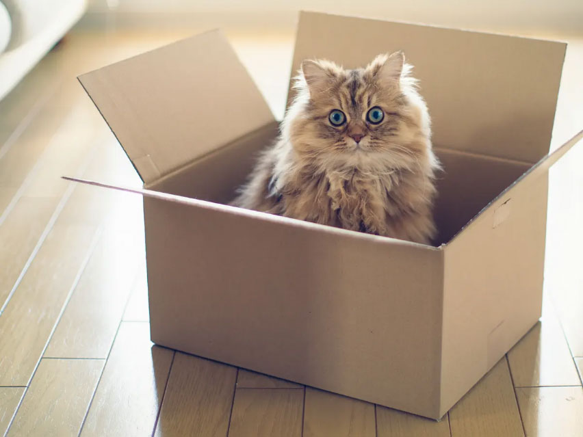 Traslado de gatos a un nuevo hogar: una guía paso a paso