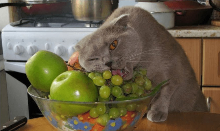 ¿Pueden los gatos comer uvas?