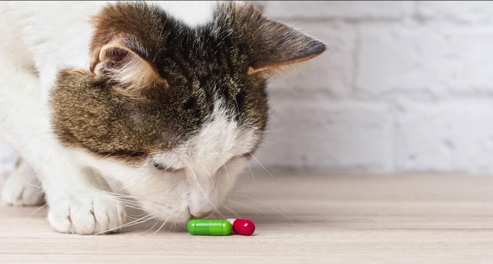 Intoxicación con paracetamol en gatos