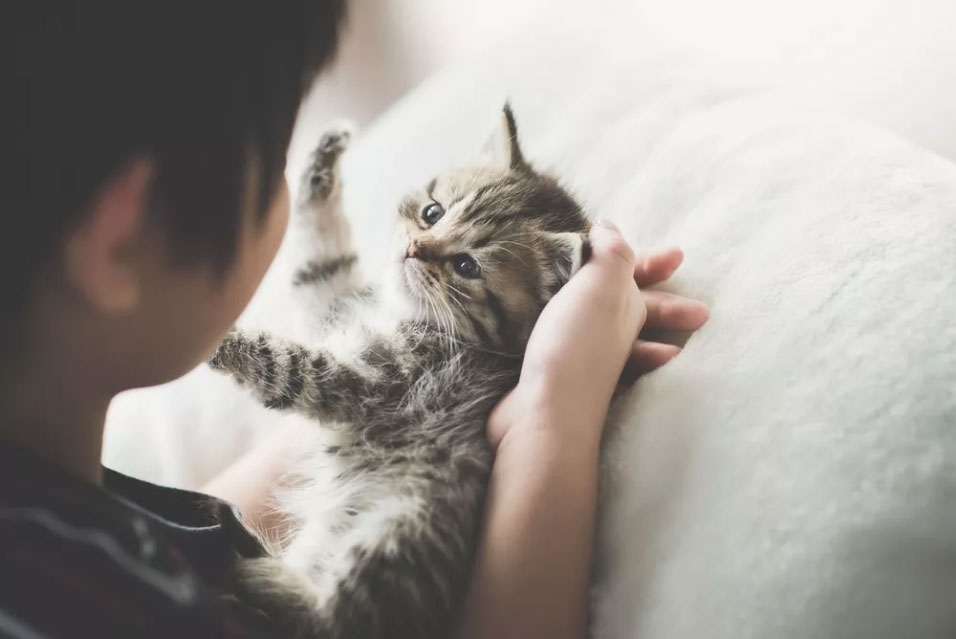 Cómo cuidar a un gatito: la guía completa