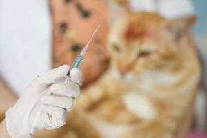 Vacunación de gatos