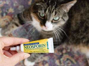 Neosporin en gatos