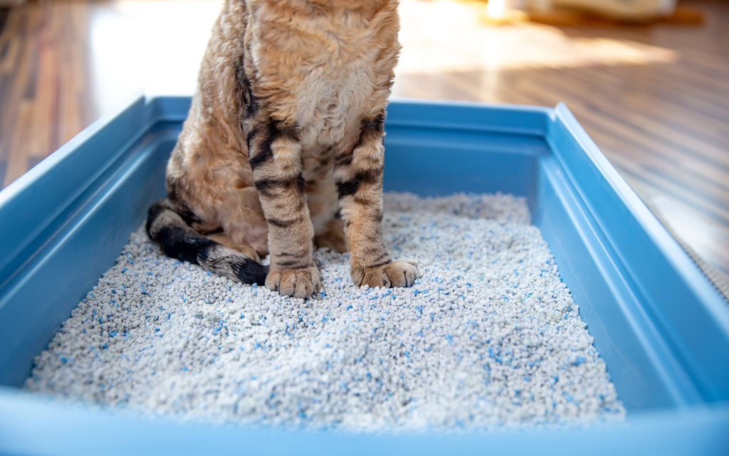 ¿Es mejor la arena para gatos no aglomerante?