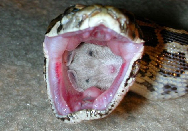 Mascotas serpientes que no solo comen ratones
