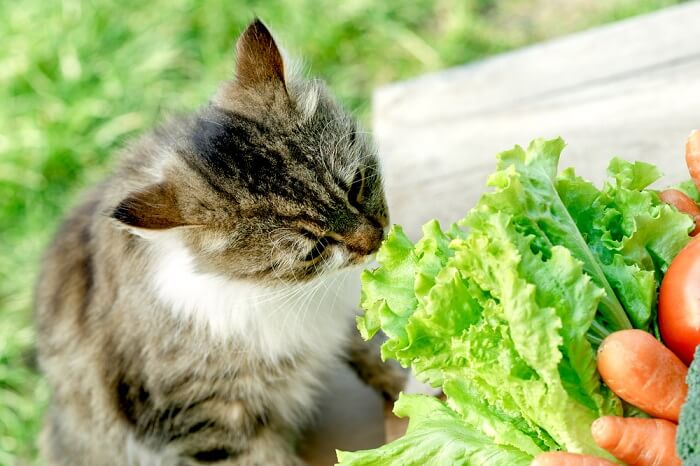 5 verduras que pueden comer los gatos (¡y 5 que evitar!)