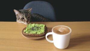 Pueden los gatos comer aguacate