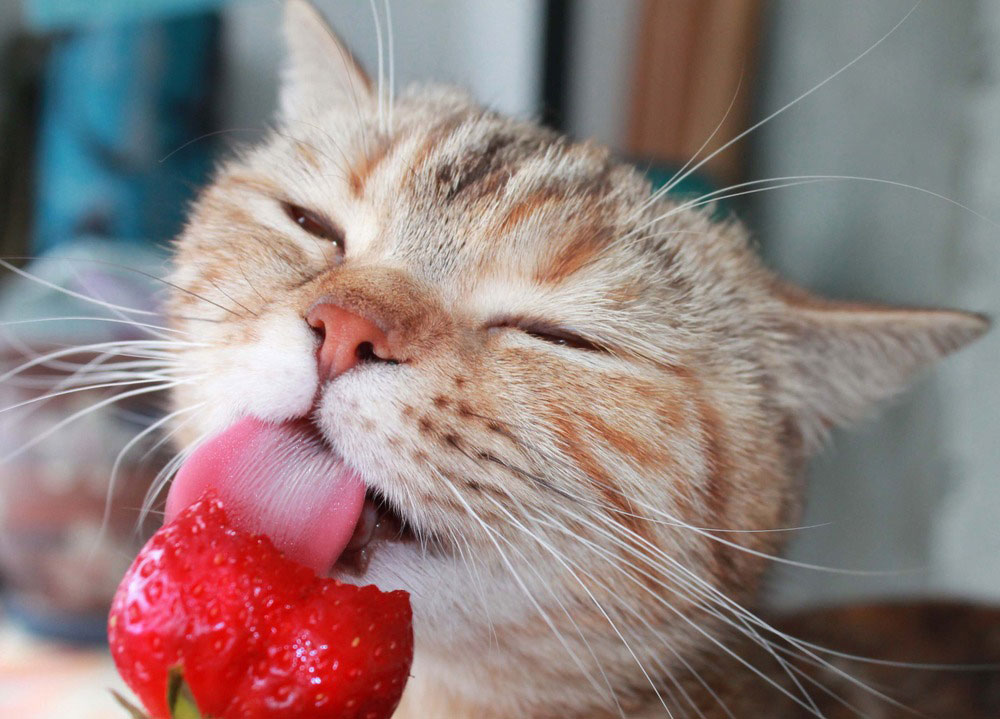 Pueden los gatos comer fresas