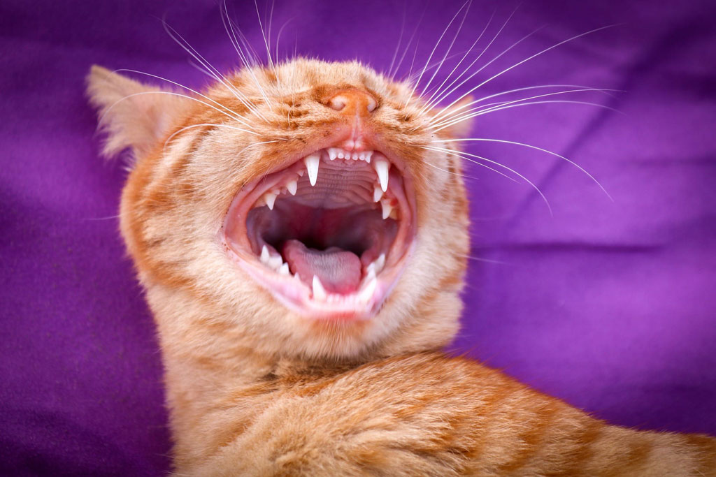 Cáncer oral en gatos: causas, síntomas y tratamiento