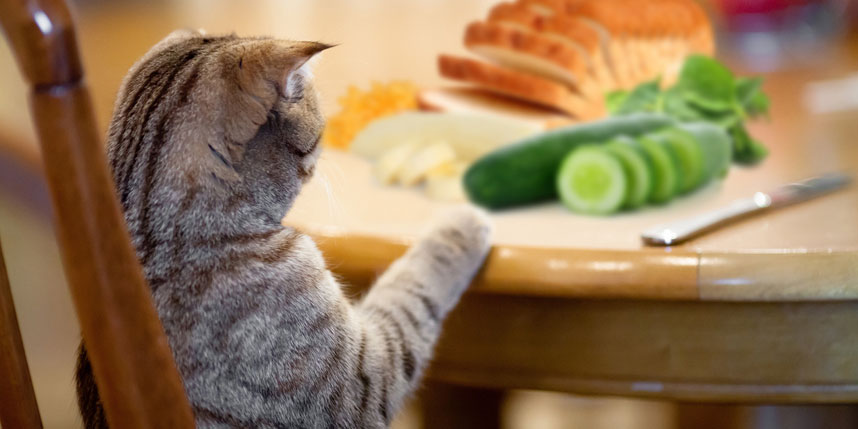 Dieta para un gato diabético
