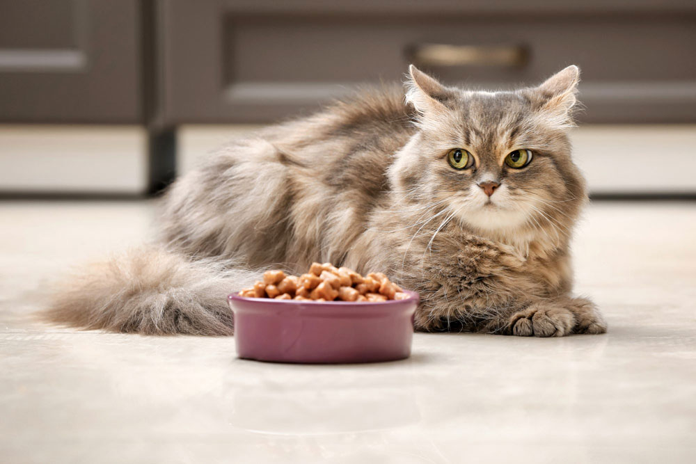 ¿Cómo eliges la mejor comida para gatos?  Guía definitiva