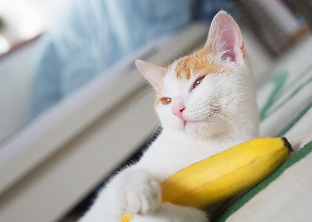 ¿Los plátanos son buenos para los gatos?