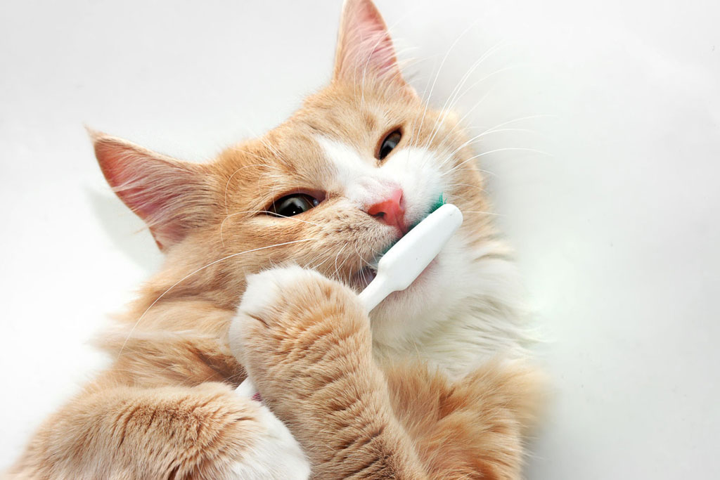golosinas dentales para gatos