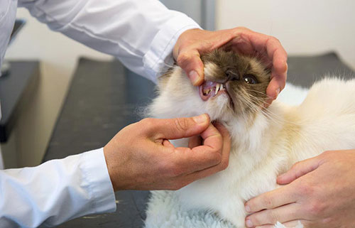Gingivitis felina: causas, síntomas y tratamiento